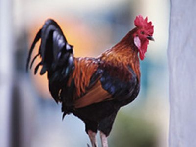 GALLINAS (1)  CAMPESINOS